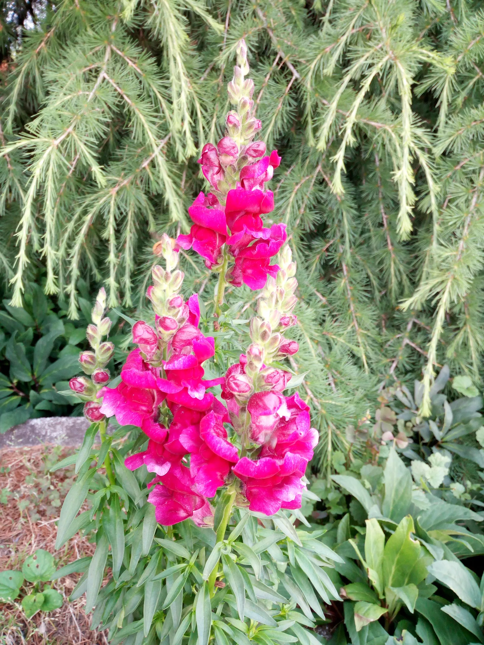 I fiori del giardino