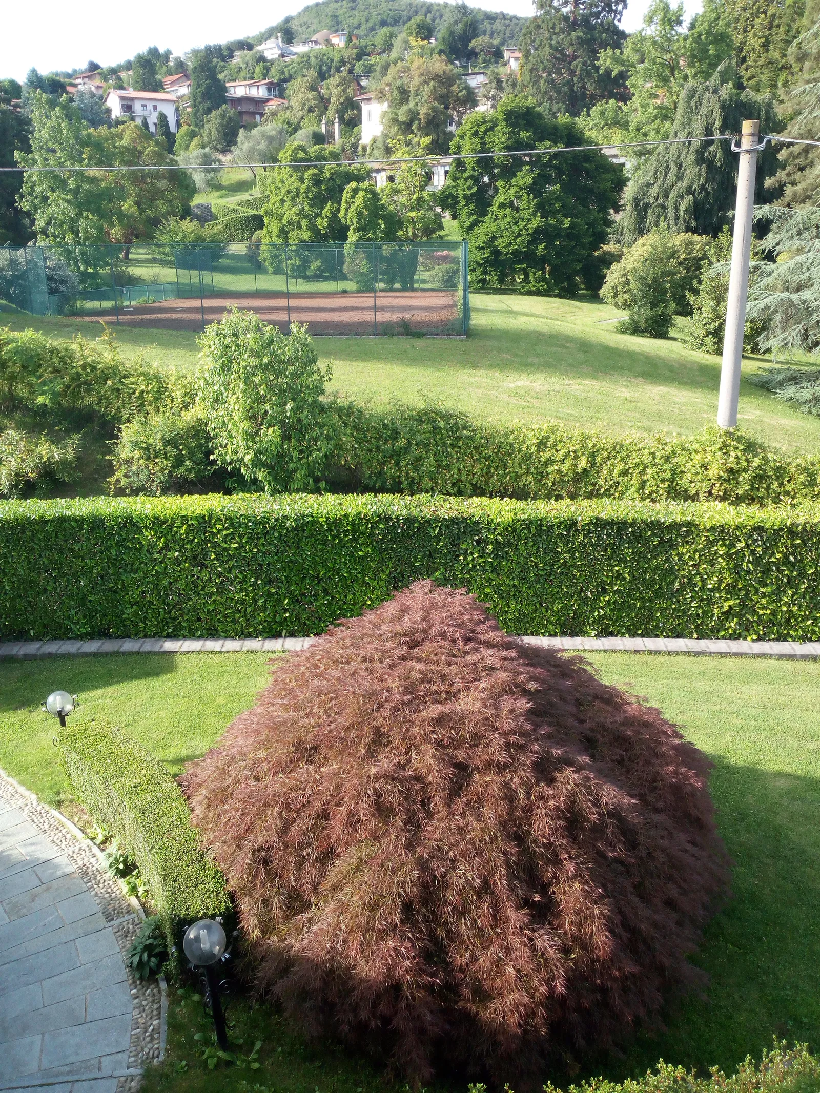 L'acero rosso in giardino
