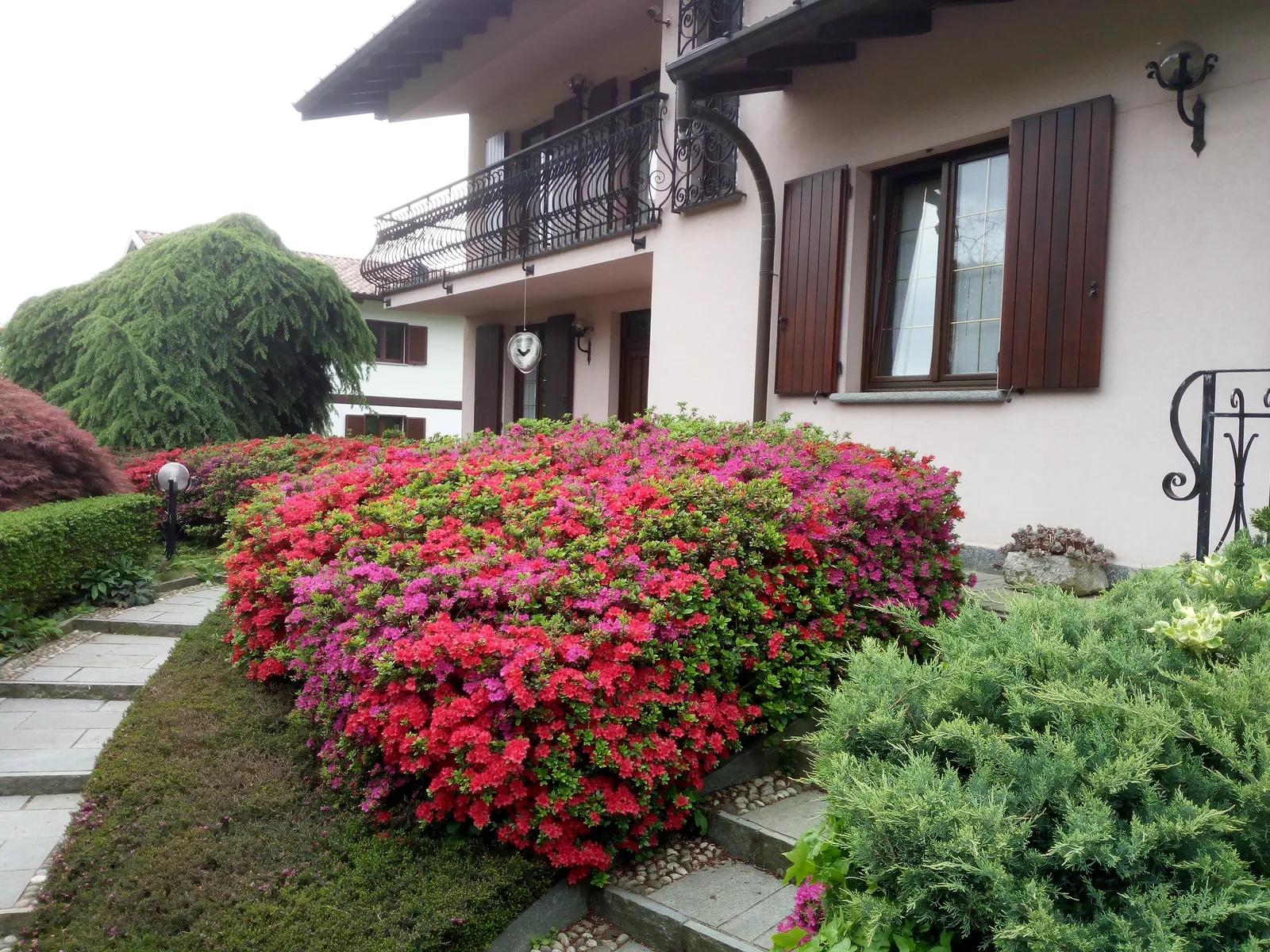 La siepe di azalee in fiore